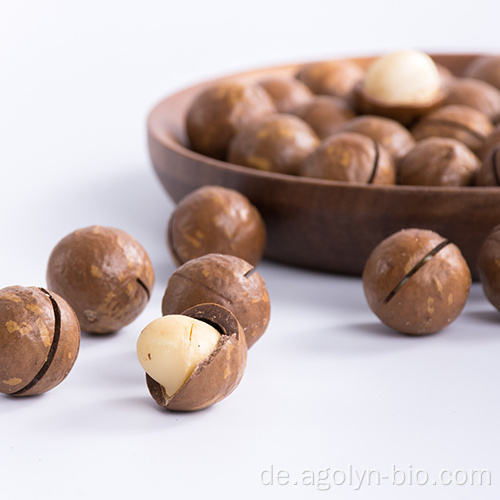 Große Größe geröstet Macadamia in der Schale zum Verkauf